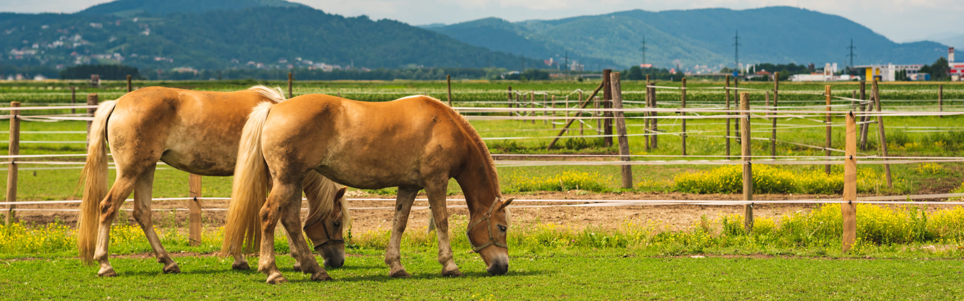 Two horses grazing on meadow