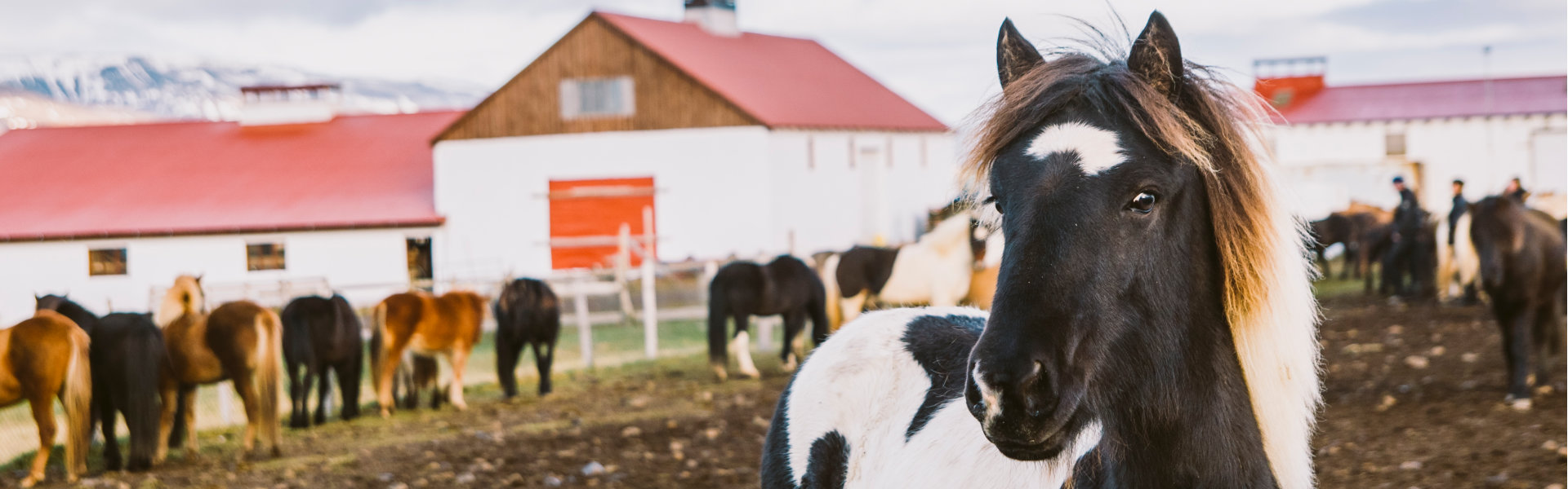 Herd of precious Icelandic horses gathered in a farm.